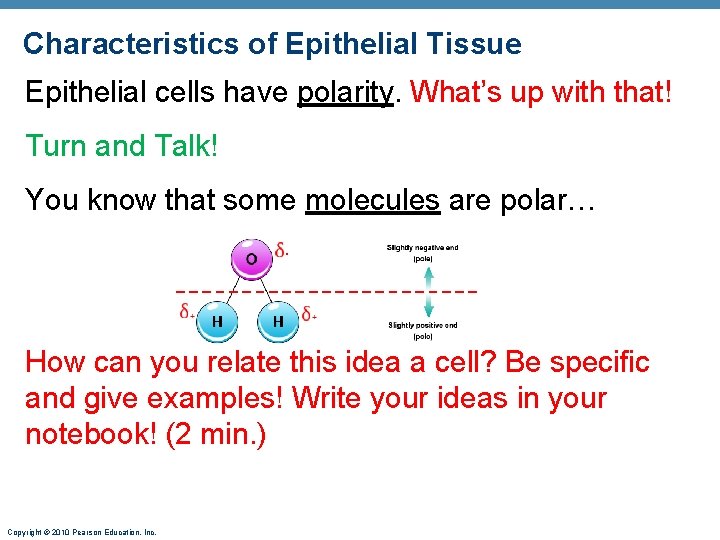 Characteristics of Epithelial Tissue Epithelial cells have polarity. What’s up with that! Turn and