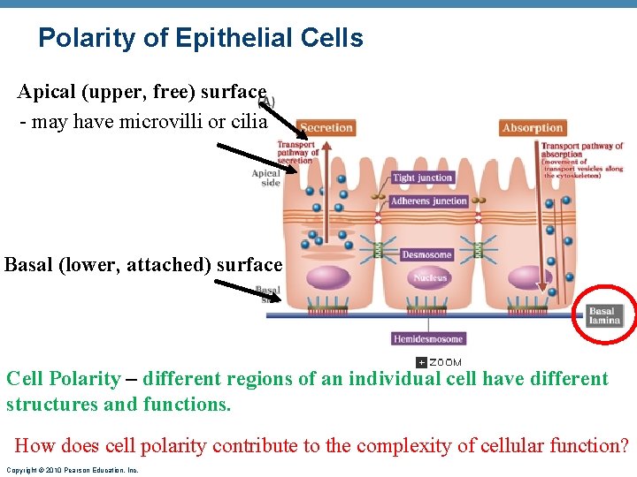 Polarity of Epithelial Cells Apical (upper, free) surface - may have microvilli or cilia
