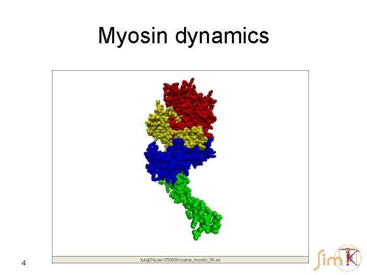 Myosin dynamics 4 