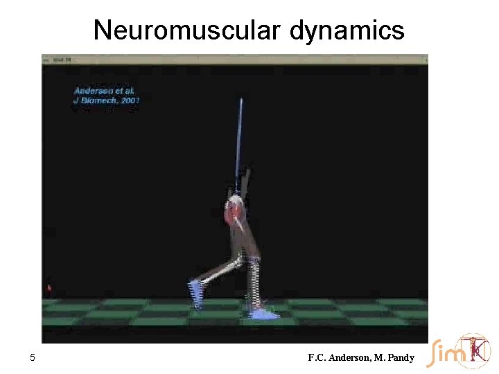 Neuromuscular dynamics 5 F. C. Anderson, M. Pandy 