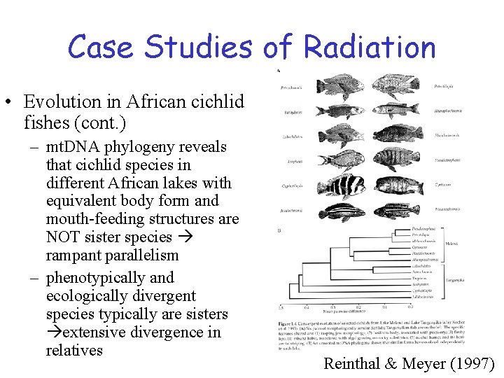 Case Studies of Radiation • Evolution in African cichlid fishes (cont. ) – mt.