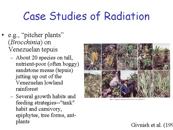 Case Studies of Radiation • e. g. , “pitcher plants” (Brocchinia) on Venezuelan tepuis