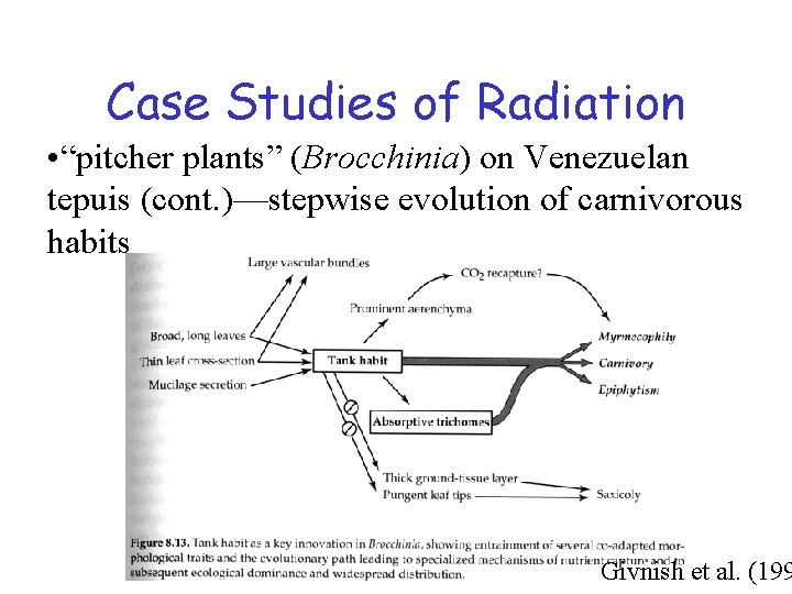 Case Studies of Radiation • “pitcher plants” (Brocchinia) on Venezuelan tepuis (cont. )—stepwise evolution