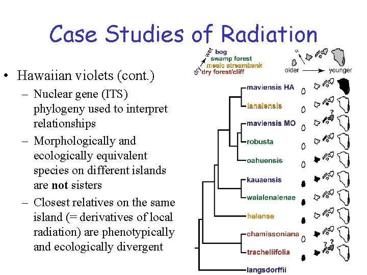Case Studies of Radiation • Hawaiian violets (cont. ) – Nuclear gene (ITS) phylogeny