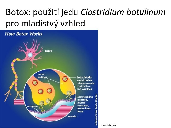 Botox: použití jedu Clostridium botulinum pro mladistvý vzhled www. fda. gov 