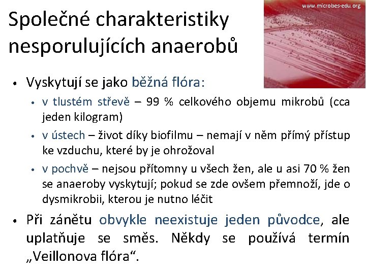 Společné charakteristiky nesporulujících anaerobů • Vyskytují se jako běžná flóra: • • www. microbes-edu.