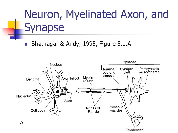 Neuron, Myelinated Axon, and Synapse n Bhatnagar & Andy, 1995, Figure 5. 1. A