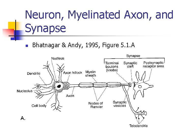 Neuron, Myelinated Axon, and Synapse n Bhatnagar & Andy, 1995, Figure 5. 1. A