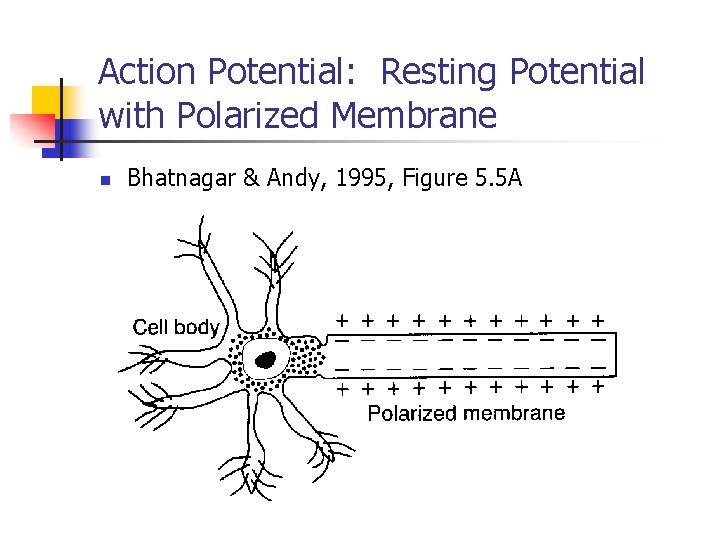 Action Potential: Resting Potential with Polarized Membrane n Bhatnagar & Andy, 1995, Figure 5.