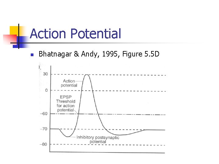 Action Potential n Bhatnagar & Andy, 1995, Figure 5. 5 D 