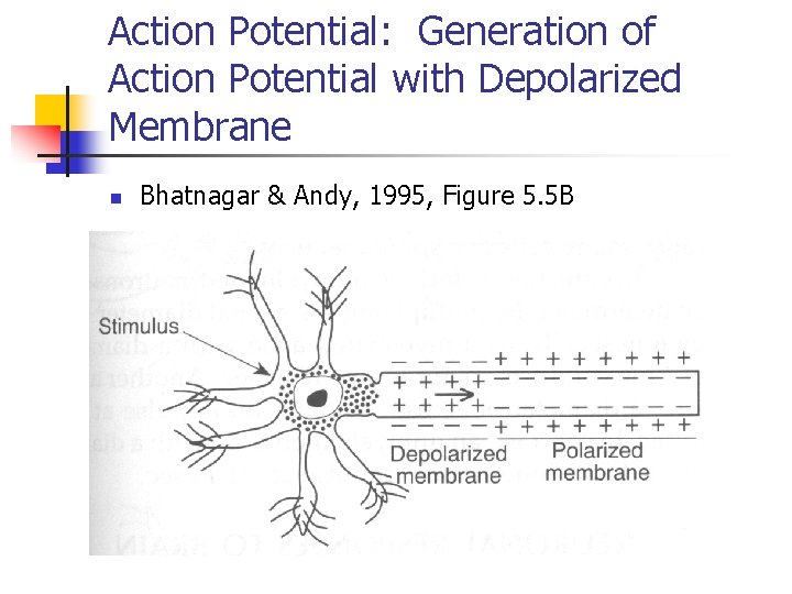Action Potential: Generation of Action Potential with Depolarized Membrane n Bhatnagar & Andy, 1995,