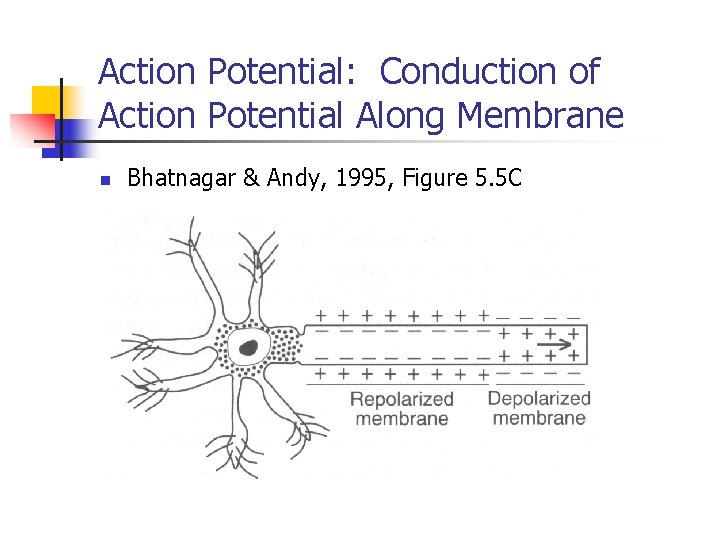 Action Potential: Conduction of Action Potential Along Membrane n Bhatnagar & Andy, 1995, Figure