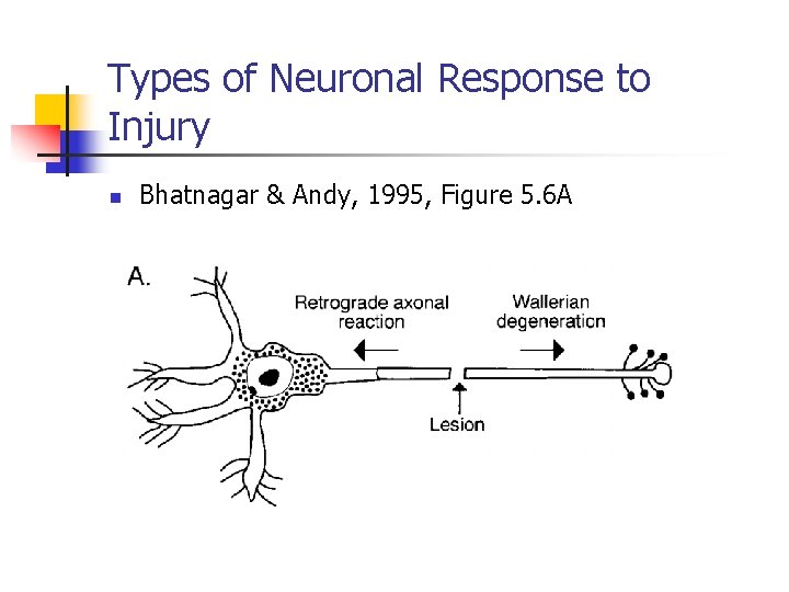 Types of Neuronal Response to Injury n Bhatnagar & Andy, 1995, Figure 5. 6