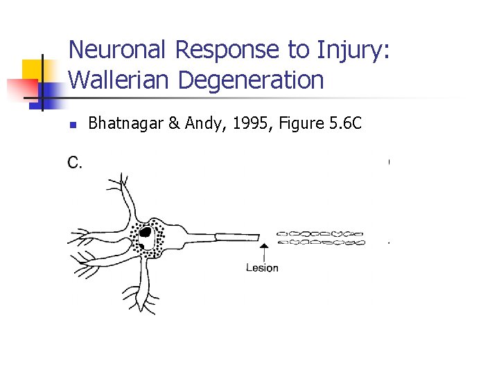 Neuronal Response to Injury: Wallerian Degeneration n Bhatnagar & Andy, 1995, Figure 5. 6