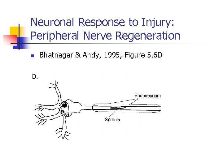 Neuronal Response to Injury: Peripheral Nerve Regeneration n Bhatnagar & Andy, 1995, Figure 5.