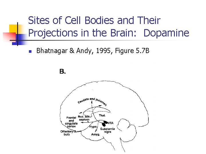 Sites of Cell Bodies and Their Projections in the Brain: Dopamine n Bhatnagar &