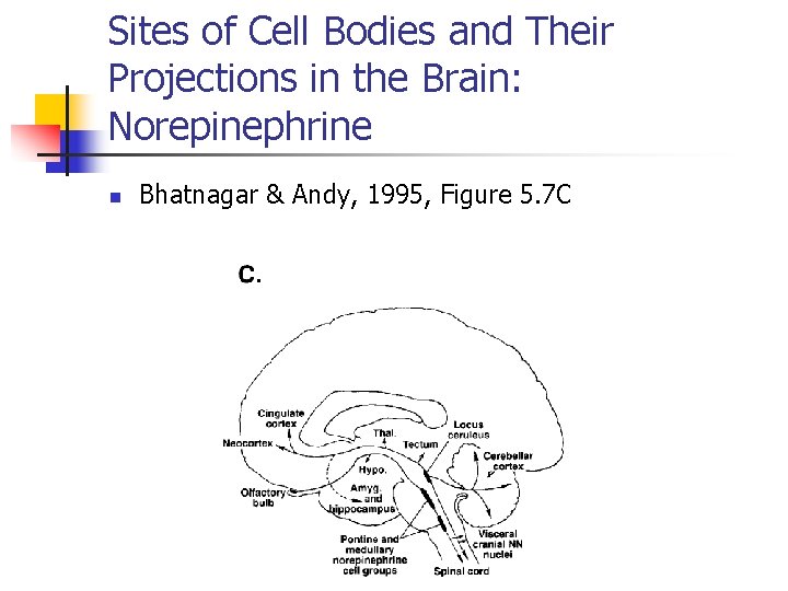 Sites of Cell Bodies and Their Projections in the Brain: Norepinephrine n Bhatnagar &