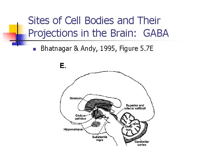 Sites of Cell Bodies and Their Projections in the Brain: GABA n Bhatnagar &