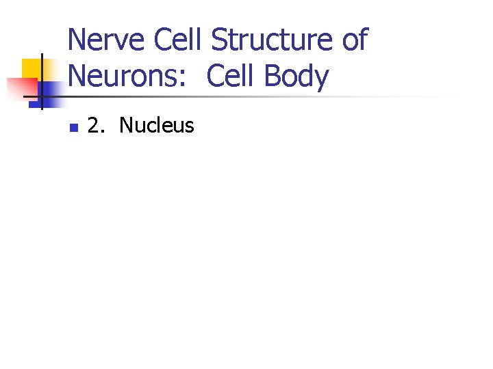 Nerve Cell Structure of Neurons: Cell Body n 2. Nucleus 