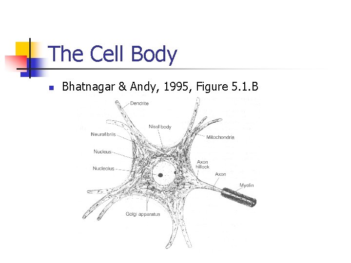 The Cell Body n Bhatnagar & Andy, 1995, Figure 5. 1. B 