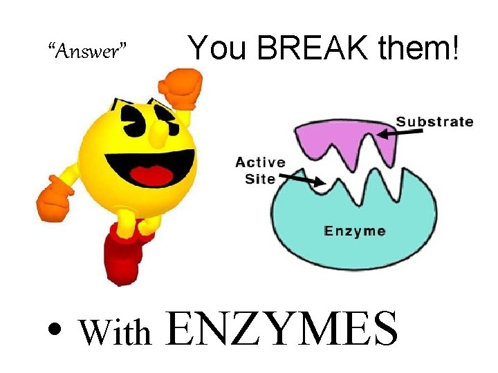 “Answer” You BREAK them! • With ENZYMES 