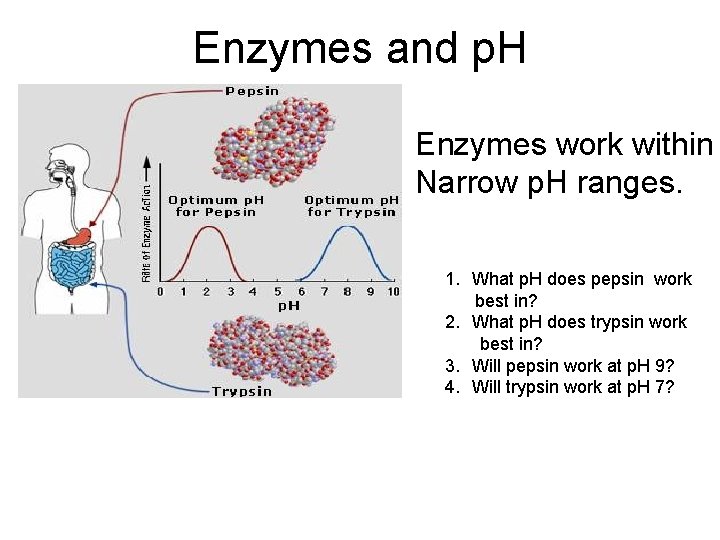 Enzymes and p. H Enzymes work within Narrow p. H ranges. 1. What p.