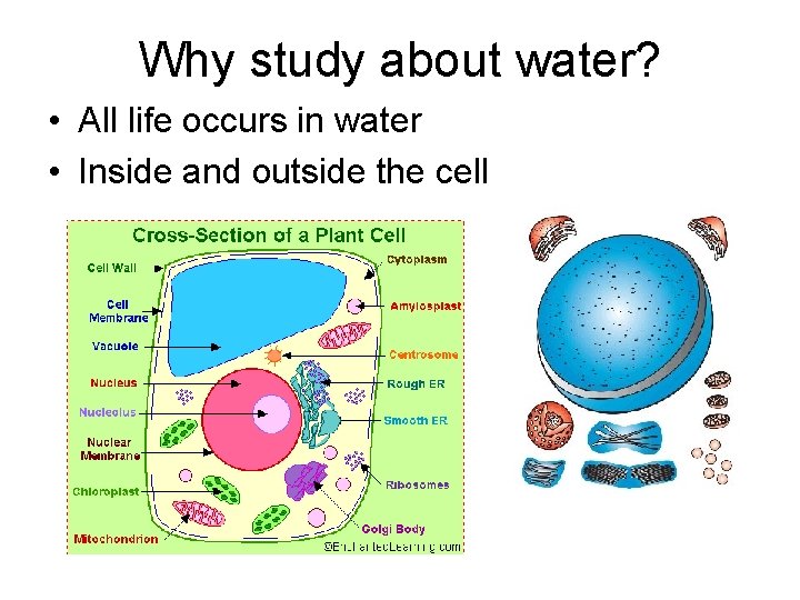 Why study about water? • All life occurs in water • Inside and outside