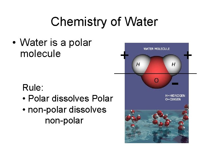 Chemistry of Water • Water is a polar molecule + + _______________ Rule: •
