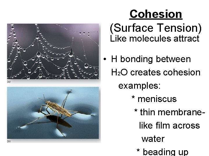 Cohesion (Surface Tension) Like molecules attract • H bonding between H 2 O creates