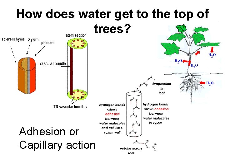 How does water get to the top of trees? Adhesion or Capillary action 