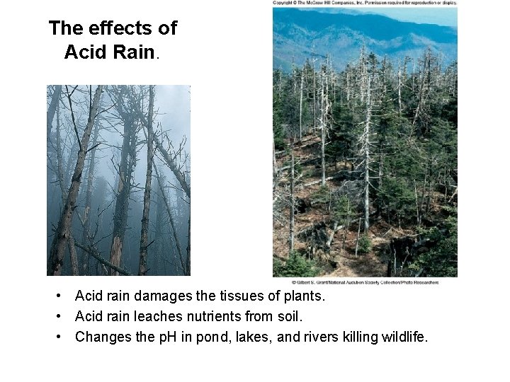 The effects of Acid Rain. • Acid rain damages the tissues of plants. •