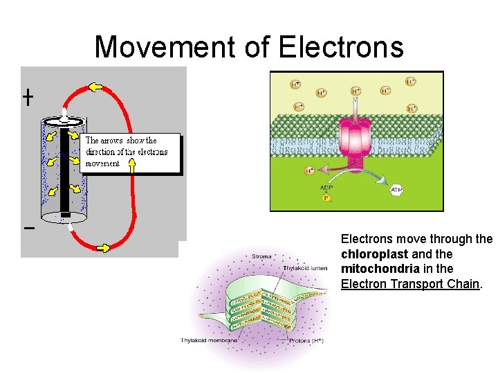 Movement of Electrons move through the chloroplast and the mitochondria in the Electron Transport