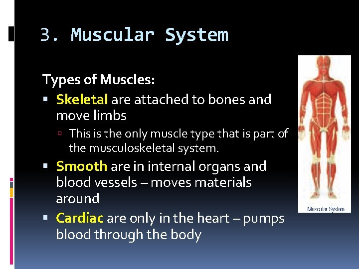 3. Muscular System Types of Muscles: Skeletal are attached to bones and move limbs