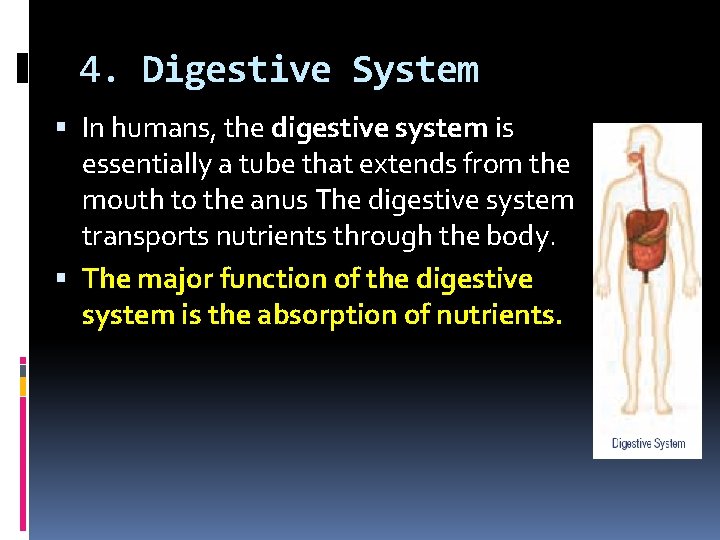 4. Digestive System In humans, the digestive system is essentially a tube that extends