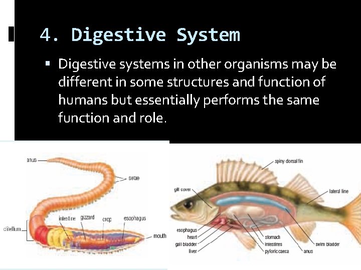 4. Digestive System Digestive systems in other organisms may be different in some structures