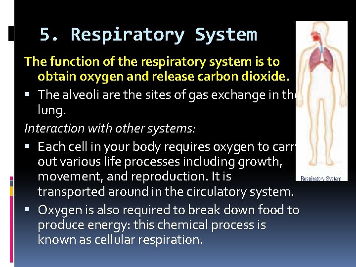 5. Respiratory System The function of the respiratory system is to obtain oxygen and