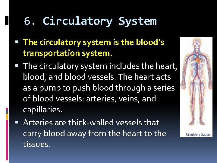 6. Circulatory System The circulatory system is the blood’s transportation system. The circulatory system