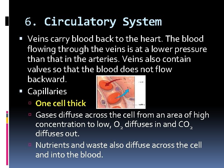 6. Circulatory System Veins carry blood back to the heart. The blood flowing through