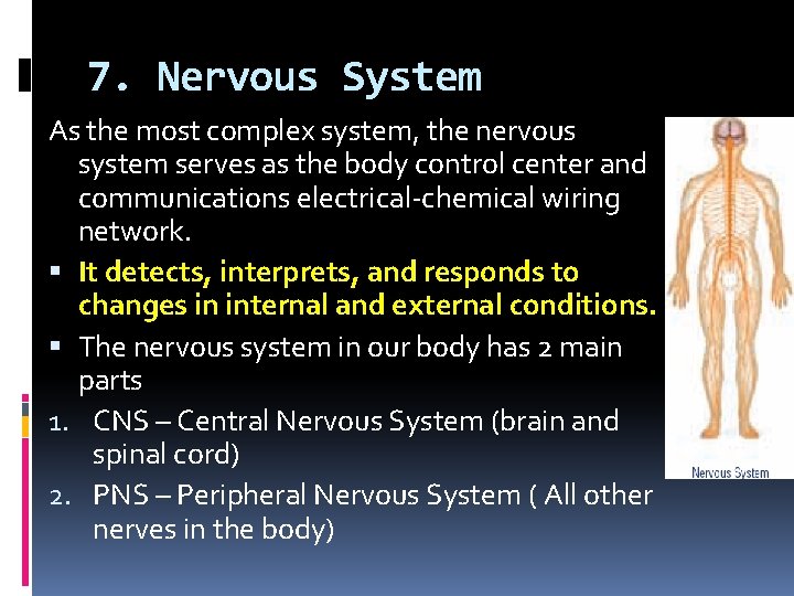 7. Nervous System As the most complex system, the nervous system serves as the