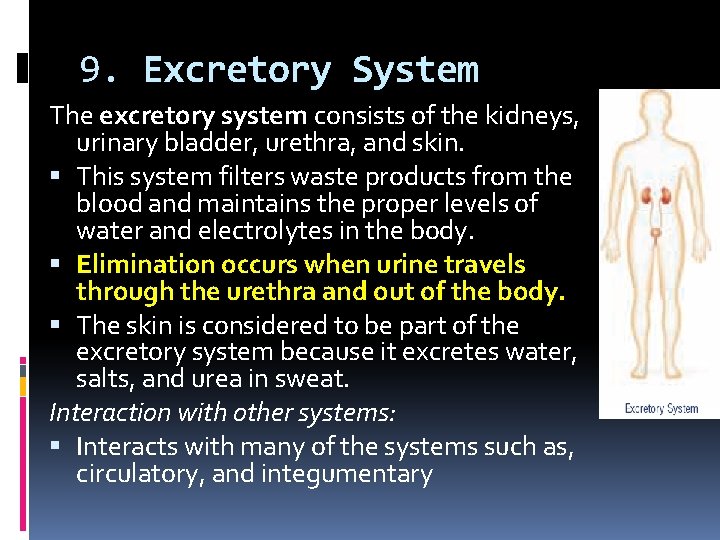 9. Excretory System The excretory system consists of the kidneys, urinary bladder, urethra, and