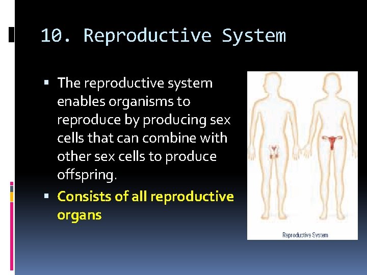 10. Reproductive System The reproductive system enables organisms to reproduce by producing sex cells