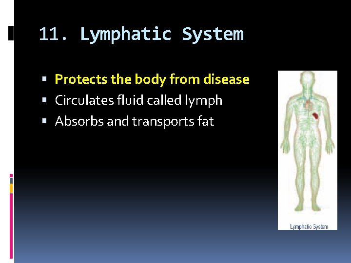 11. Lymphatic System Protects the body from disease Circulates fluid called lymph Absorbs and
