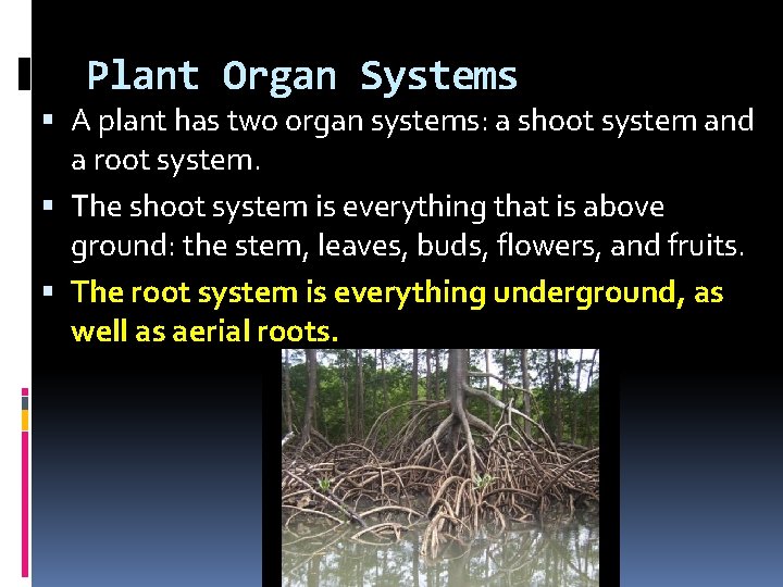 Plant Organ Systems A plant has two organ systems: a shoot system and a