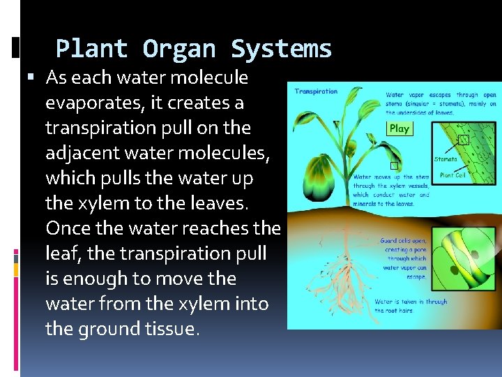 Plant Organ Systems As each water molecule evaporates, it creates a transpiration pull on