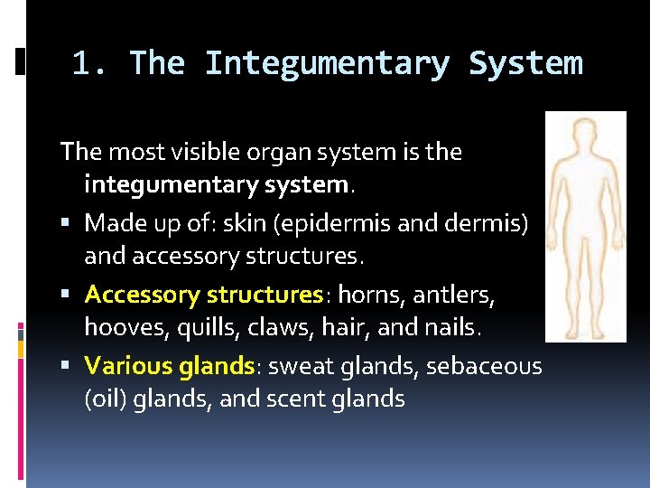 1. The Integumentary System The most visible organ system is the integumentary system. Made