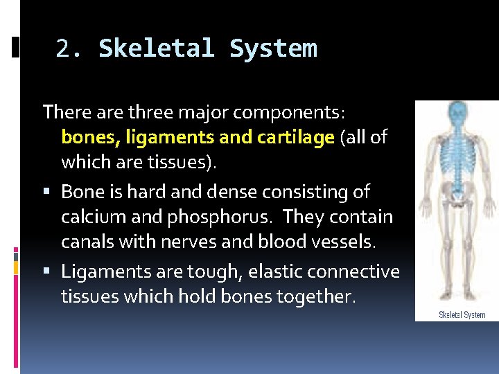 2. Skeletal System There are three major components: bones, ligaments and cartilage (all of