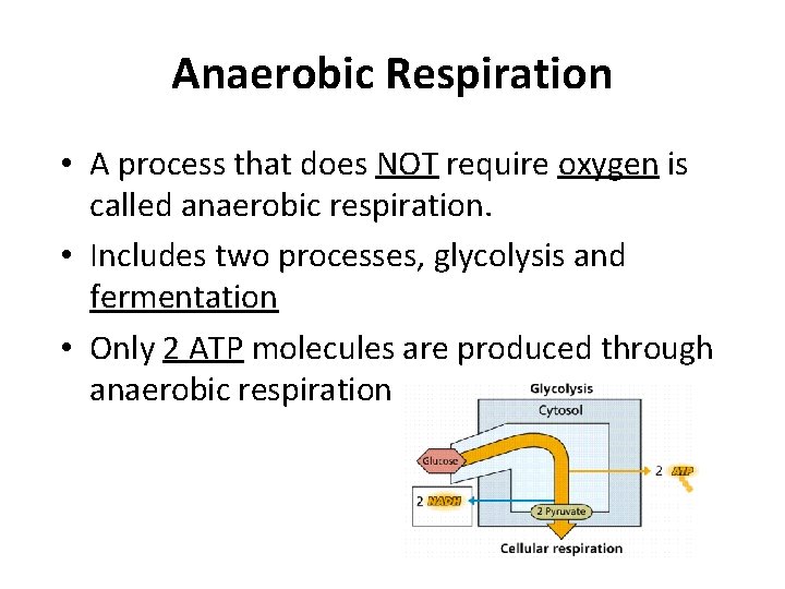 Anaerobic Respiration • A process that does NOT require oxygen is called anaerobic respiration.