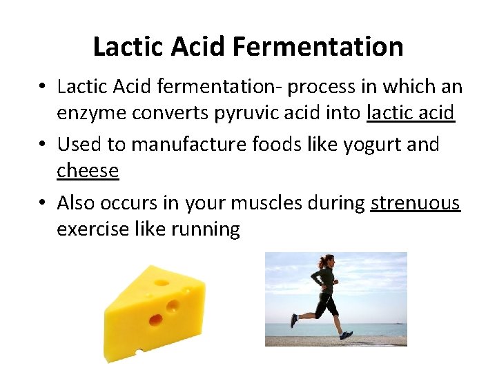 Lactic Acid Fermentation • Lactic Acid fermentation- process in which an enzyme converts pyruvic