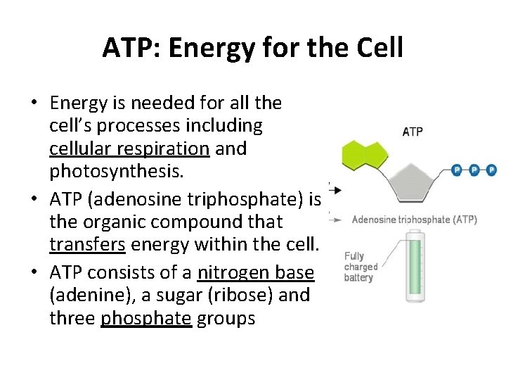 ATP: Energy for the Cell • Energy is needed for all the cell’s processes