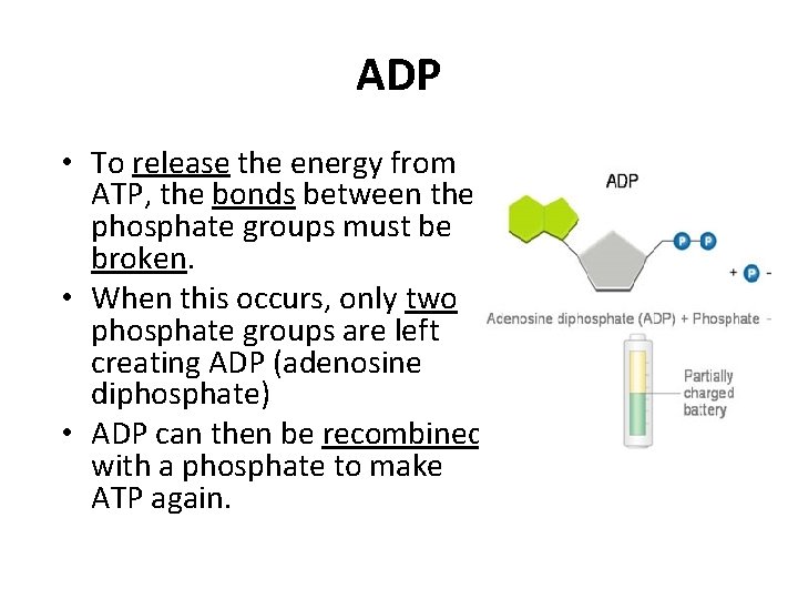 ADP • To release the energy from ATP, the bonds between the phosphate groups